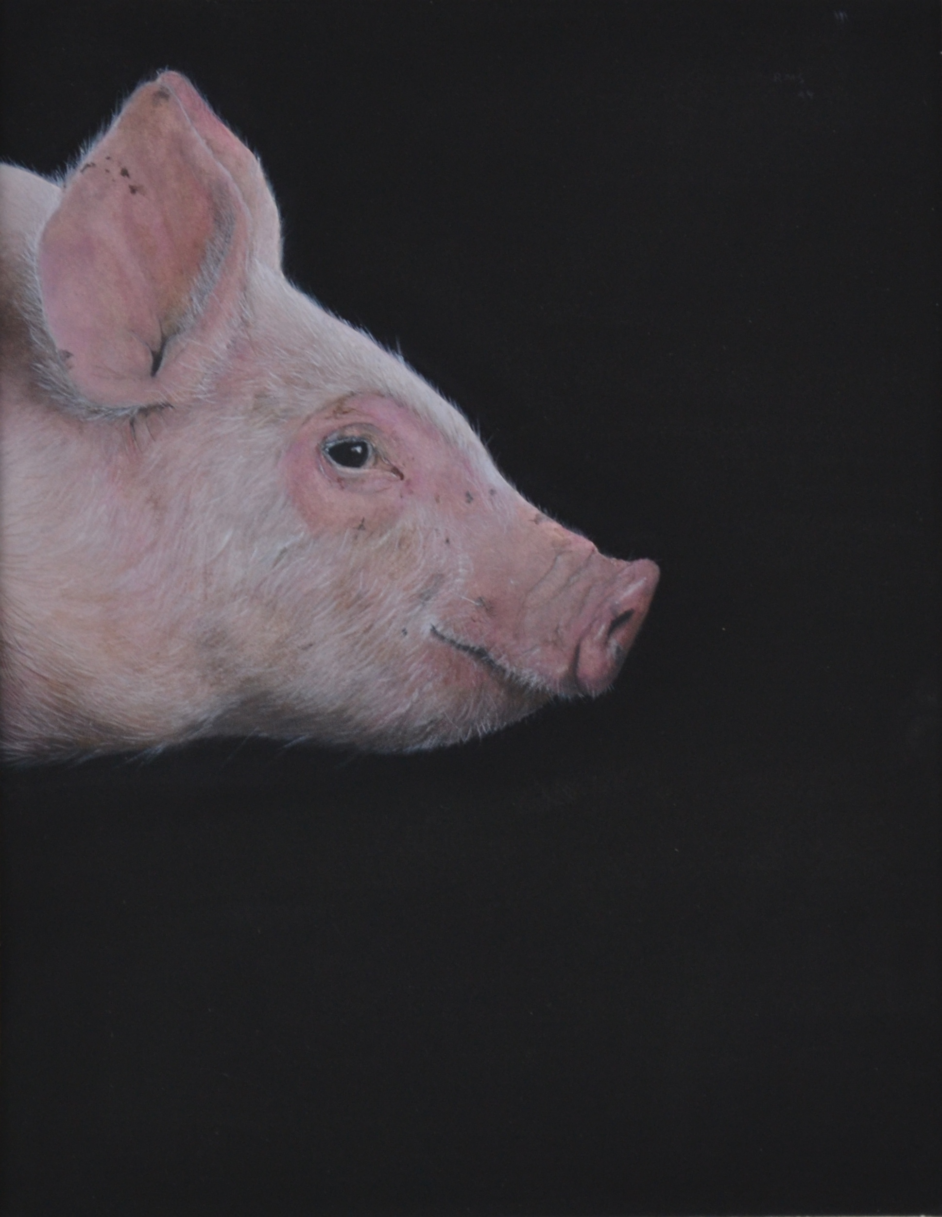 Pig, 2014, watercolor on paper: 13" x 10" sold