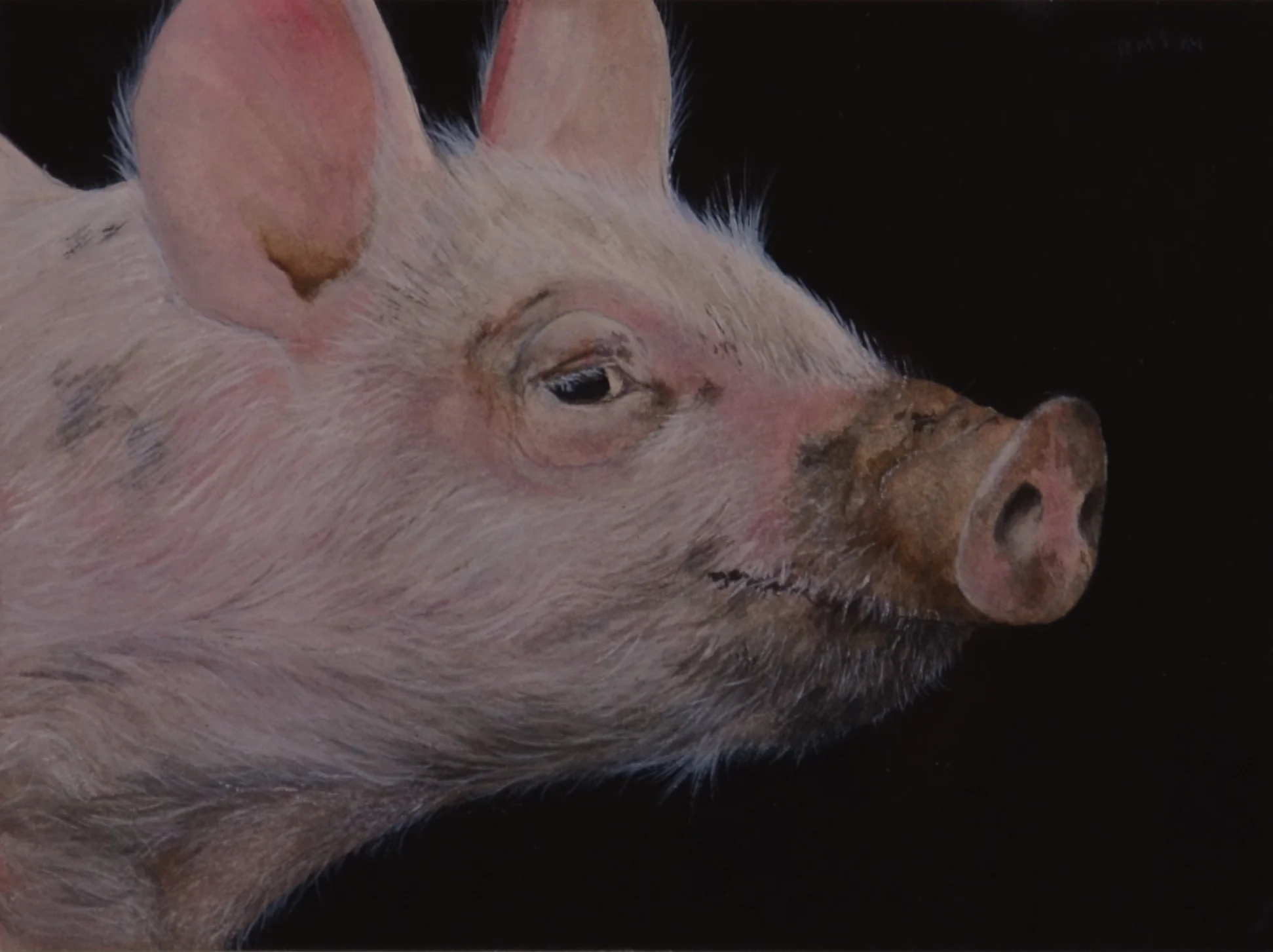  Little Pig, 2014,&nbsp;watercolor on paper: 4 3/4" x 6 1/4" 