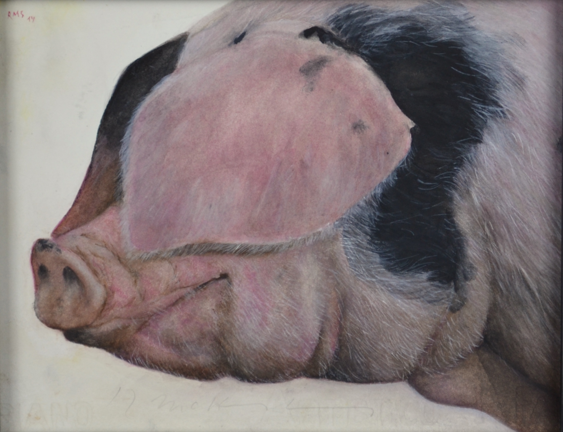 Gloucester Old Spot, 2014, watercolor on paper: 7" x 9", sold