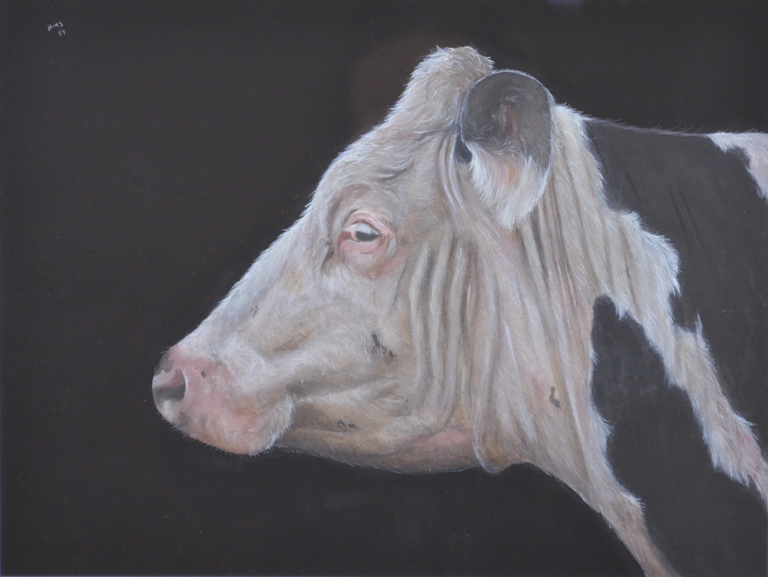 Holstein, 2014,&nbsp;watercolor on paper: 9 3/4" x 13" 