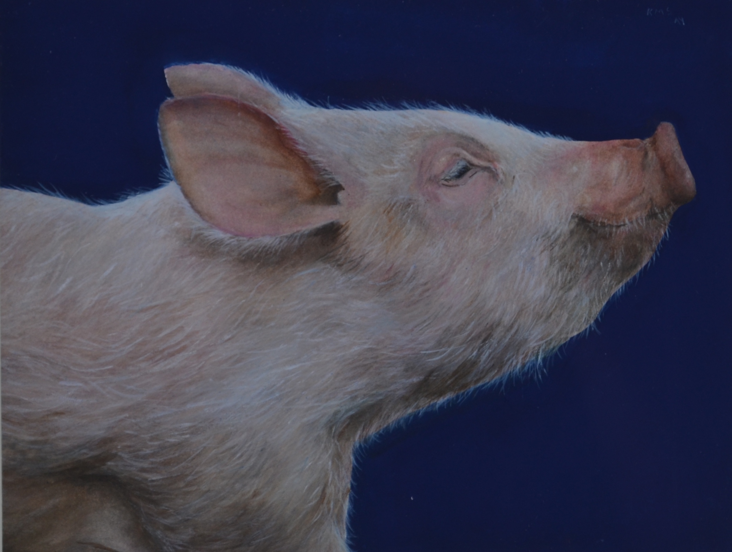  Pig on Blue, 2014,&nbsp;watercolor on paper: 7 1/2" x 9 3/4", sold 