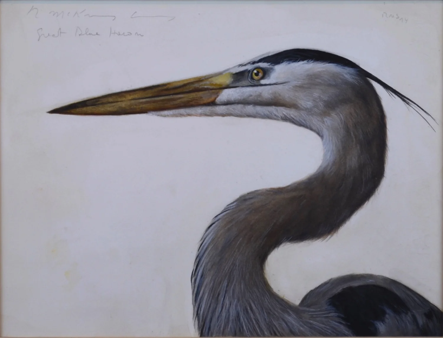  Great Blue Heron, 2013,&nbsp;watercolor on paper: 9 1/2" x 12 1/2"sold 