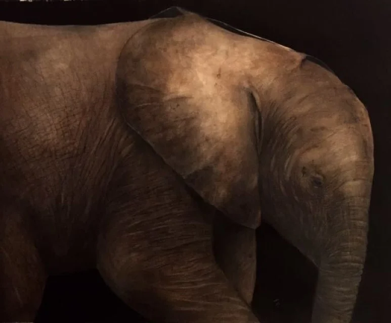 Elephant. 2015, watercolor, 25" x 20"