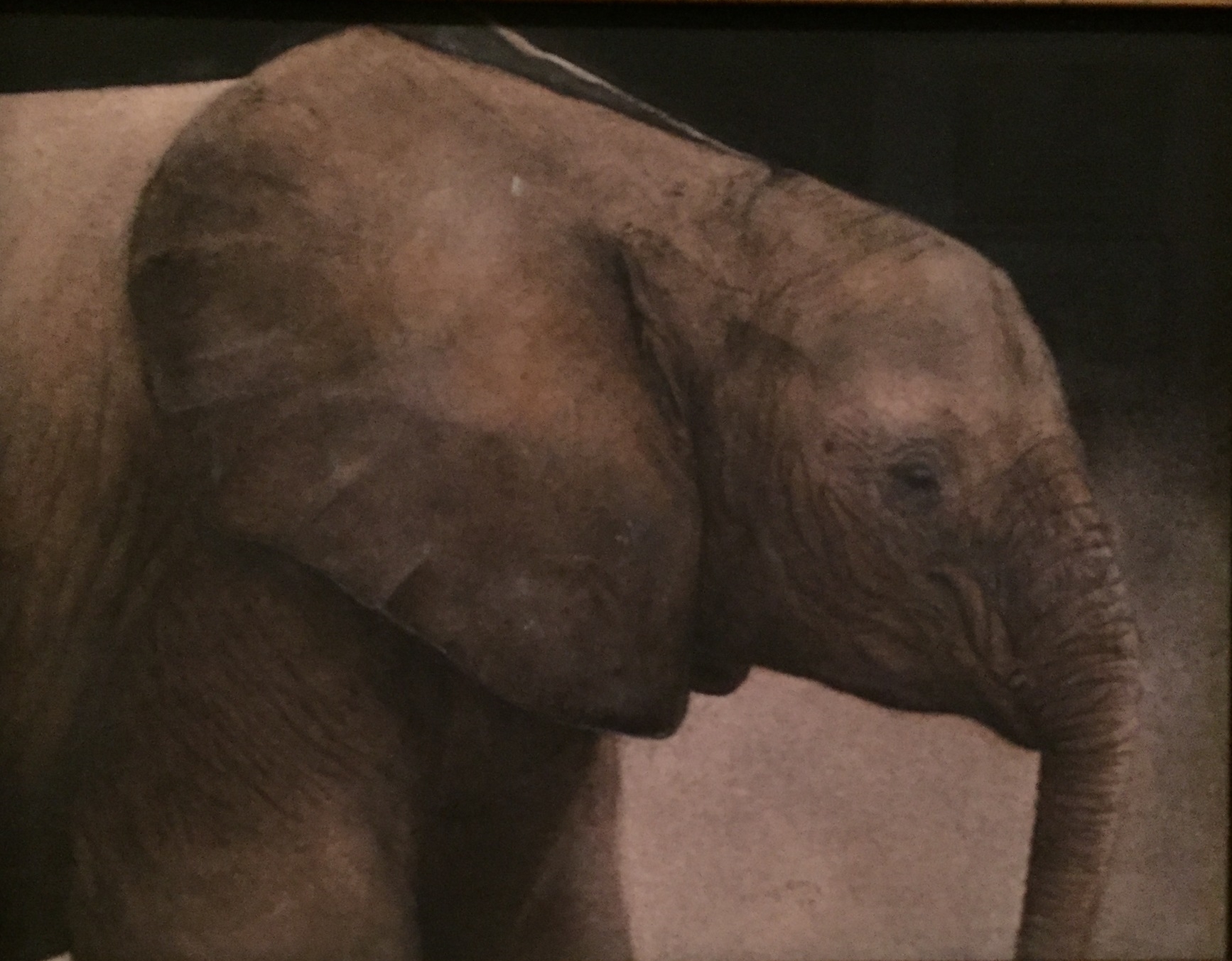Elephant, 2015, watercolor, sold