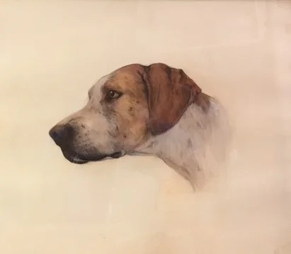 Foxhound, 2016, watercolor, 15" x 19"