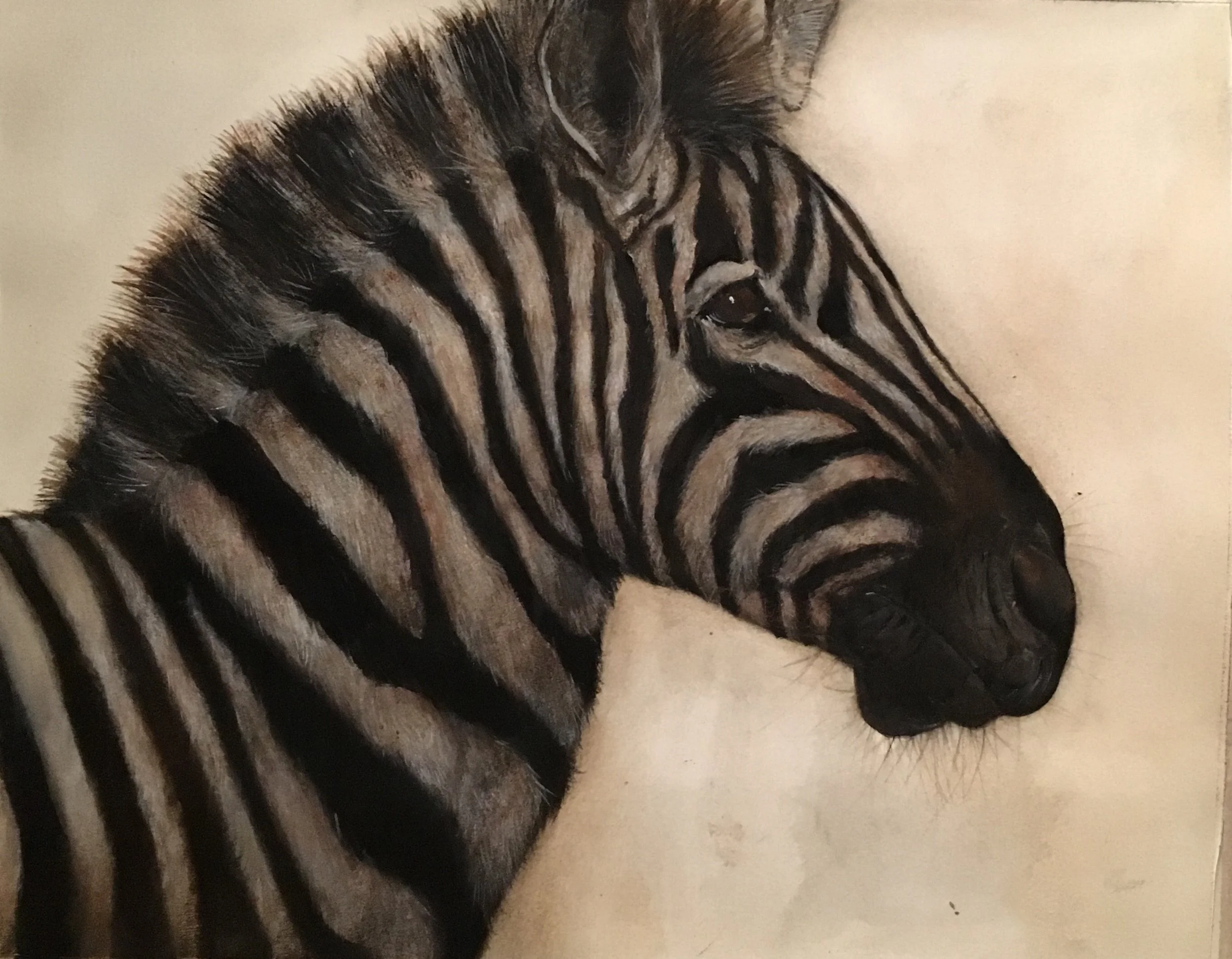 Rafael Soares , Zebra , 2018, watercolor on paper: 10 3/4 x 13 1/2 inches