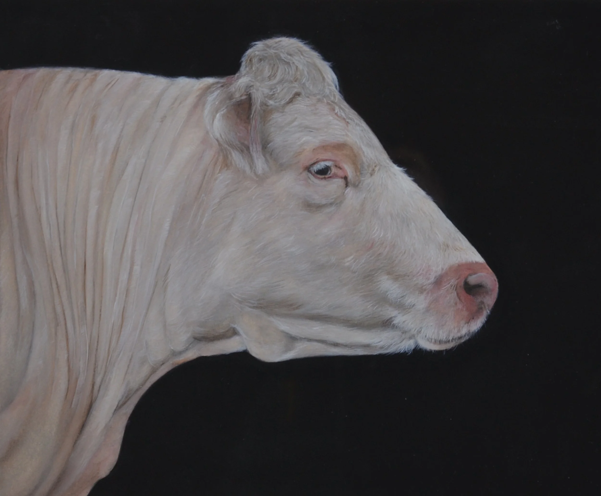   Rafael Soares ,  White Cow , 2015, watercolor on paper: 11 x 13 1/4 inches 