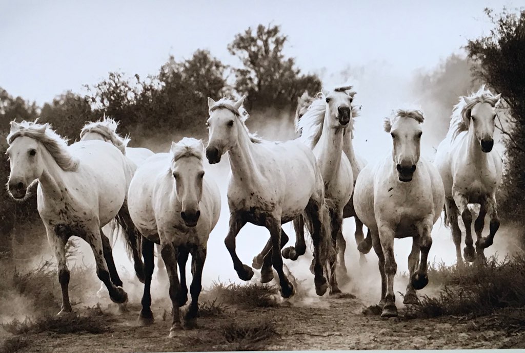 Julie Betts Testwuide , Rush in the Camargue, 2017, Camargue, France, limited edition print on Hahnemuhle photo rag paper: 20 x 30 inches, 1/50