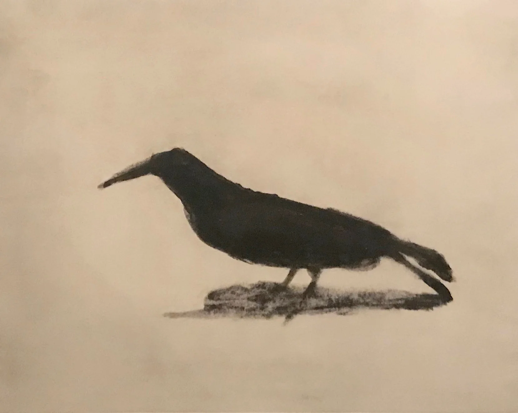 Malcolm Moran , A Japanese Crow , monotype: 15 x 19 1/4 inches