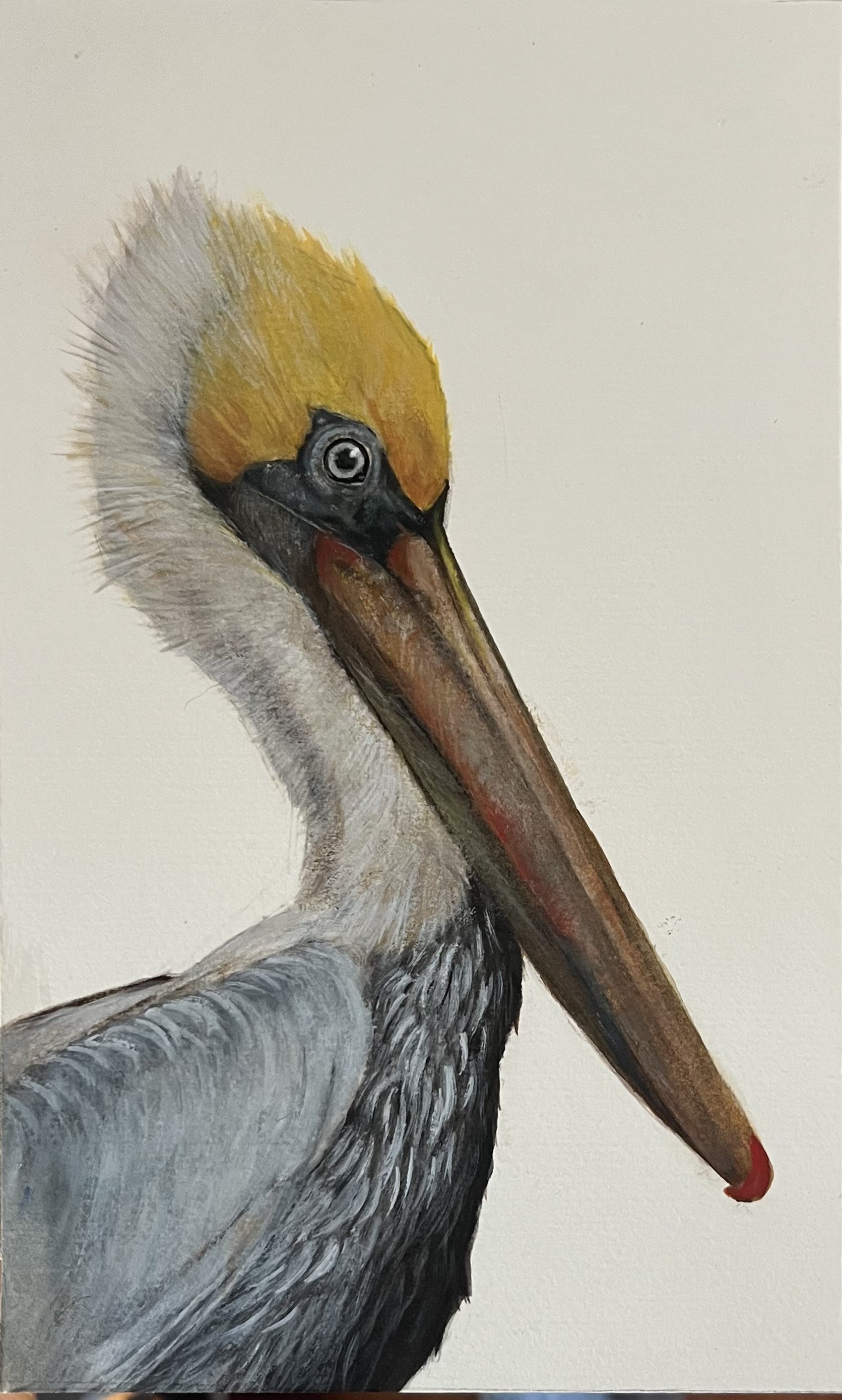 Rafael Soares, Brown Pelican, 2023