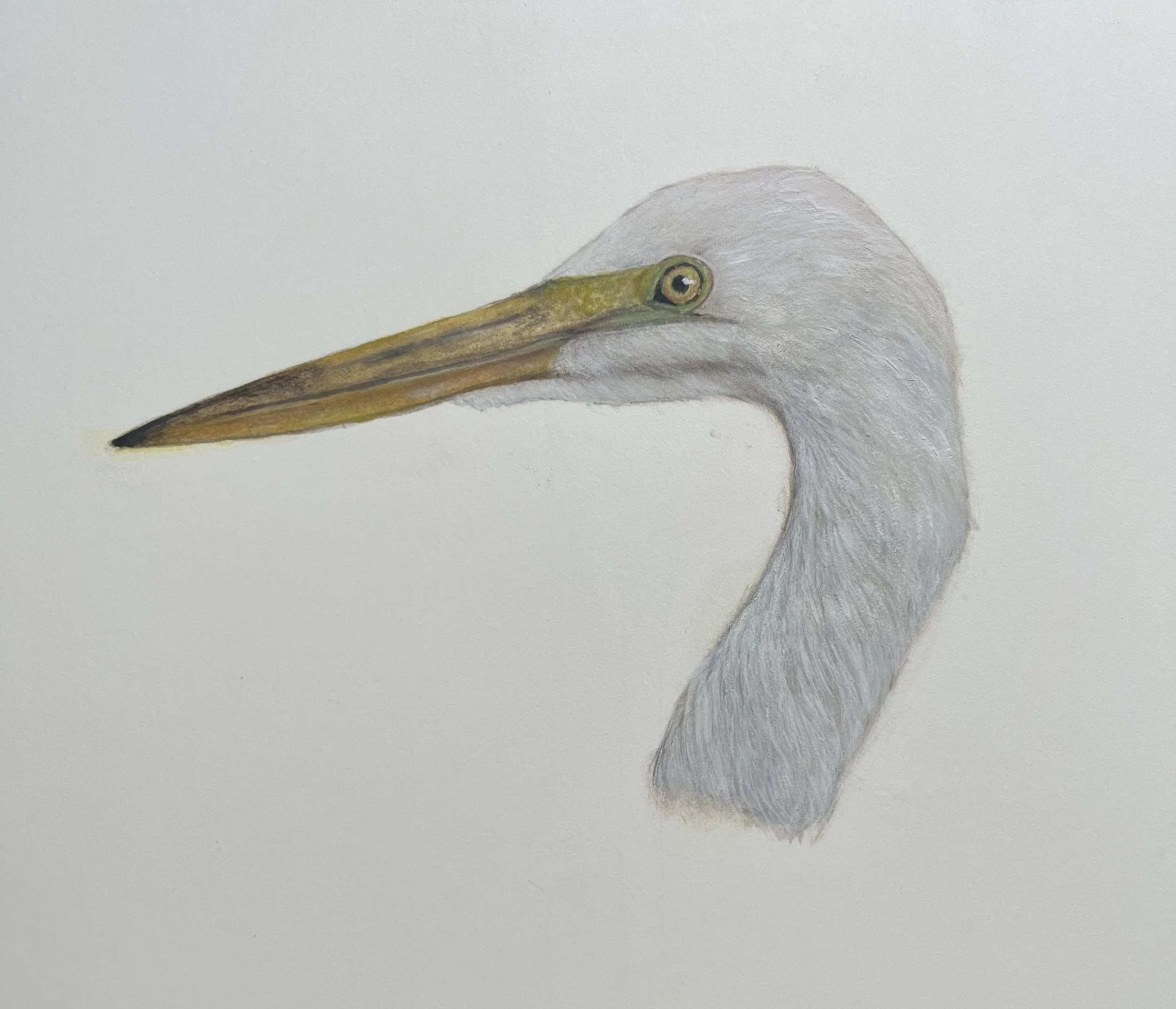 Rafael Soares, Egret, 2023