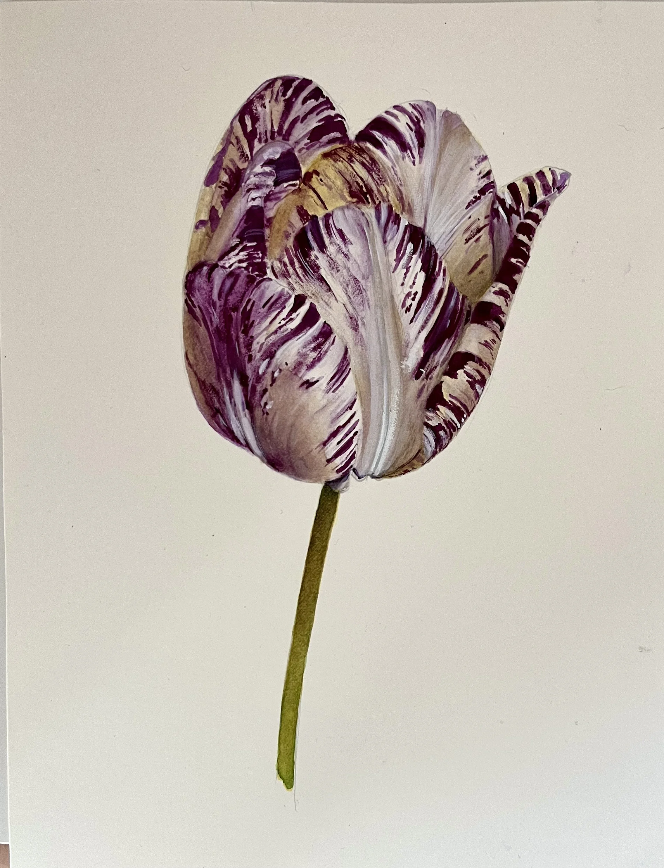 Rafael Soares, Dutch Tulip, 2023