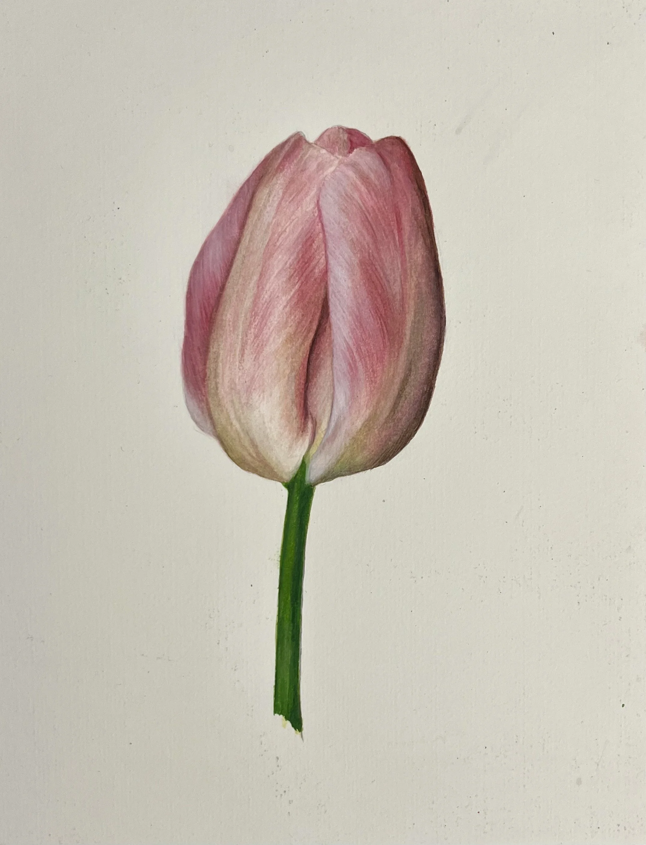 Rafael Soares, Tulip, 2023