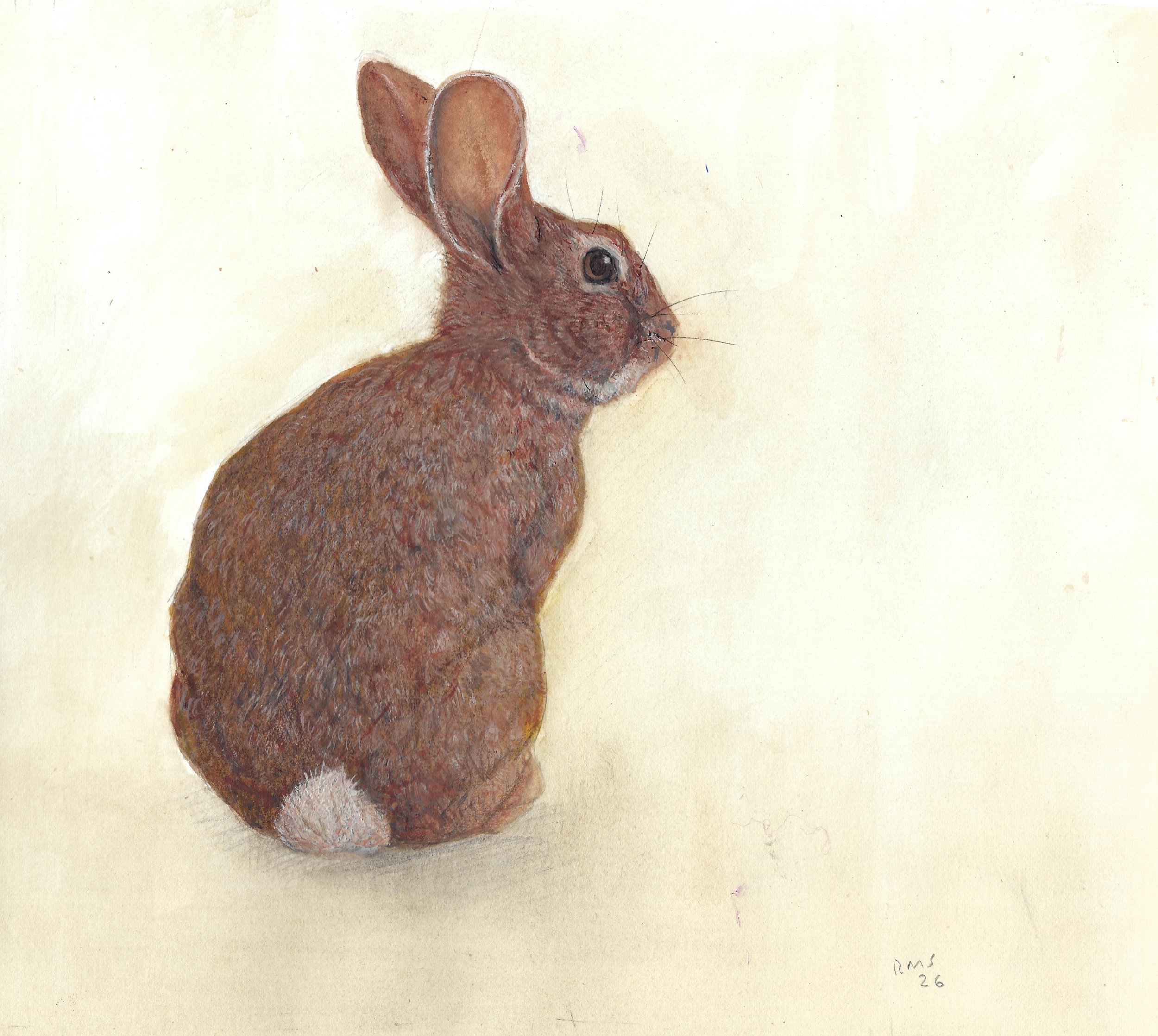 Soares Bunny back.jpeg