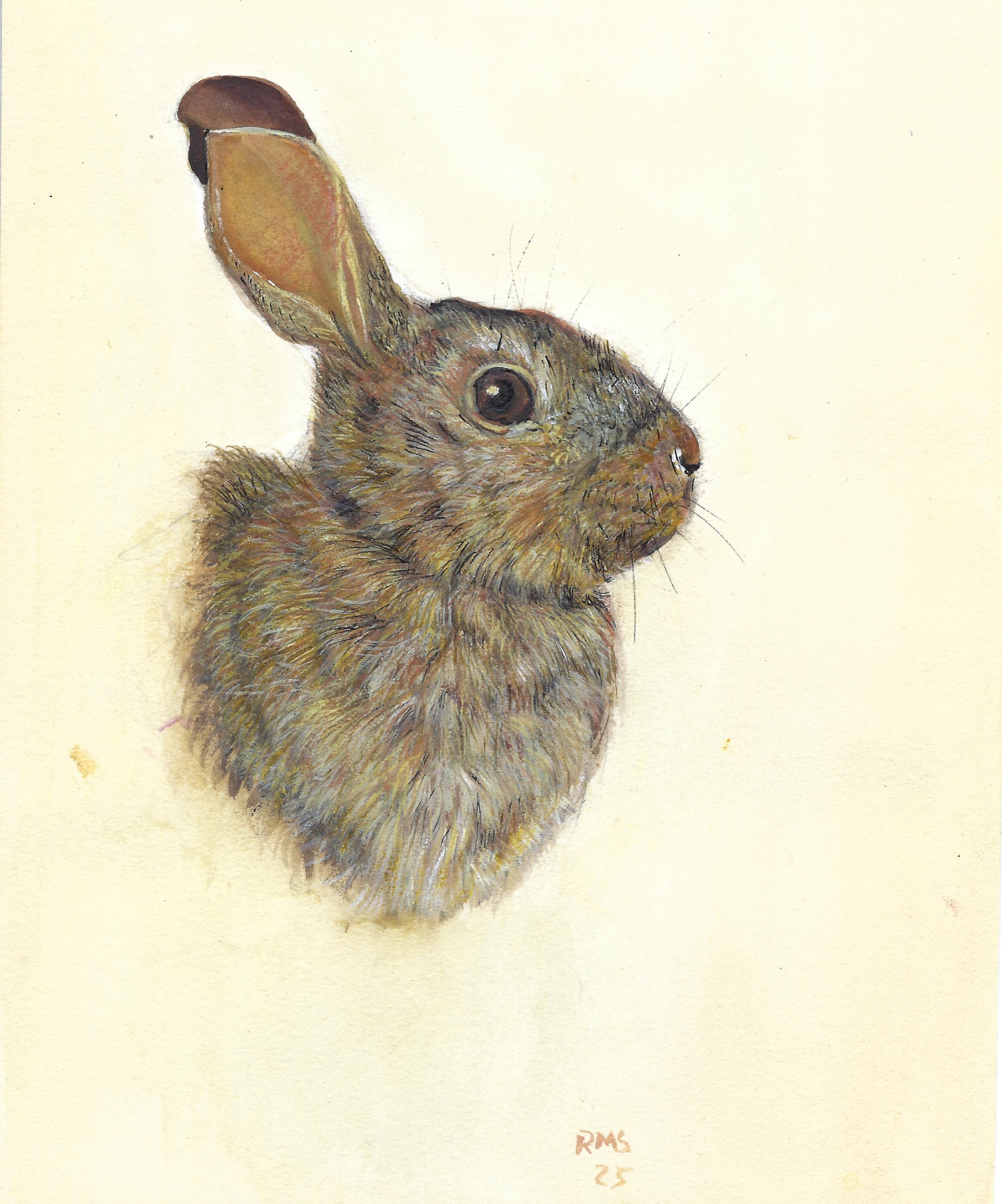 Soares Rabbit vert.jpeg