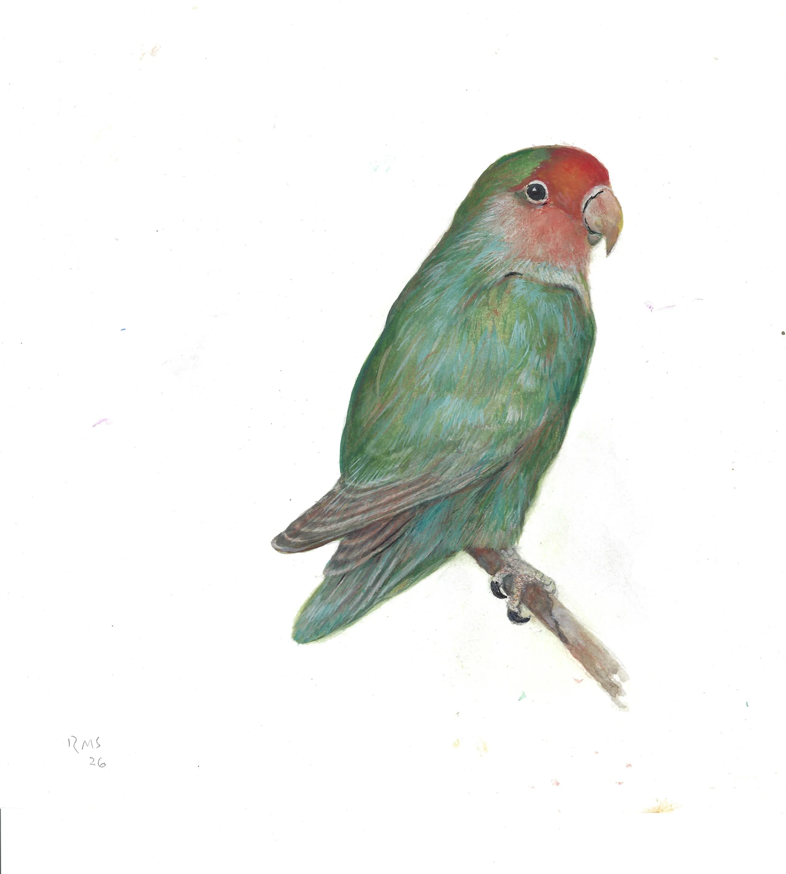 Soares lovebird.jpeg