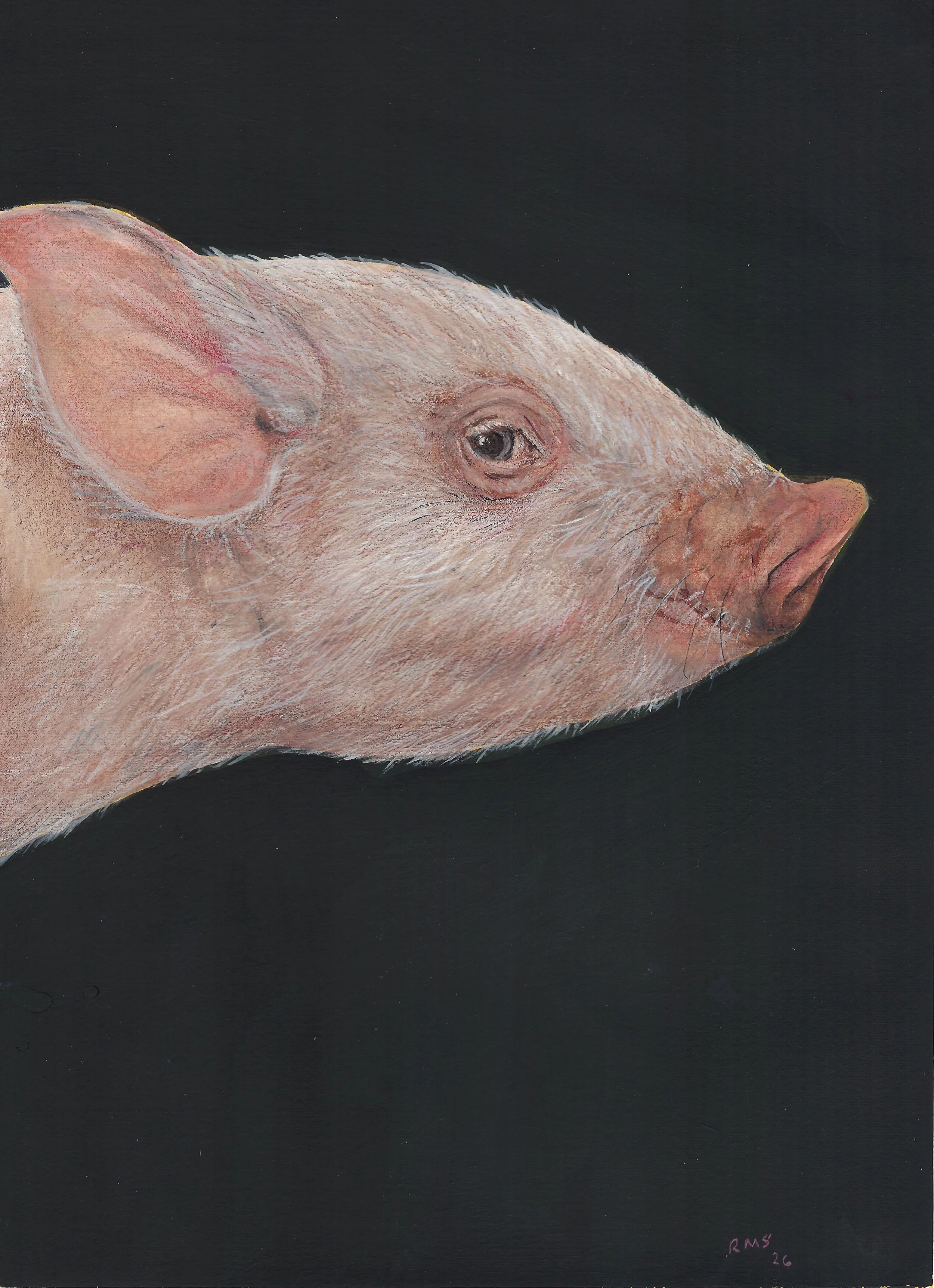 Soares piglet vert.jpeg