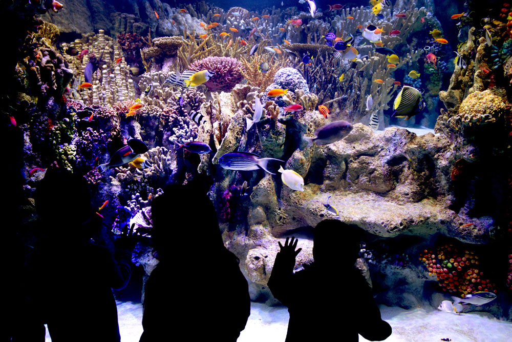 wiggs_Aquarium_01X(W).jpg