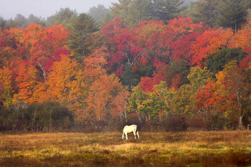 s3___bgmp-arc_arc-feeds_generic-photos_to-arc_tlumackihorsefoliage(W).jpg