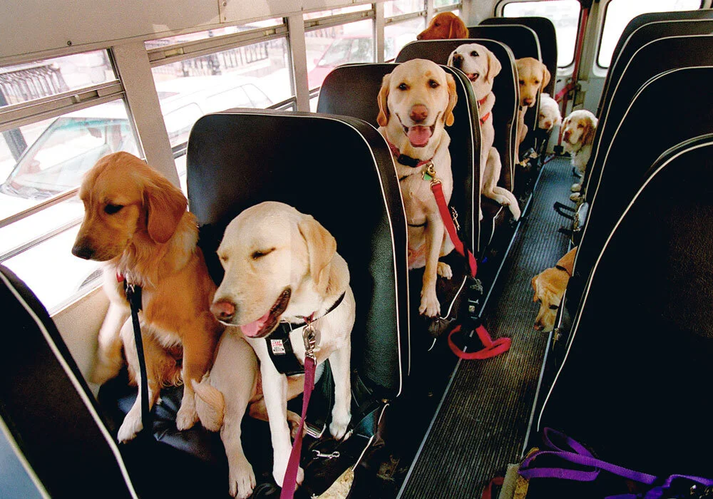Dog Bus — Dorian Color | Hunt's Photo & Video