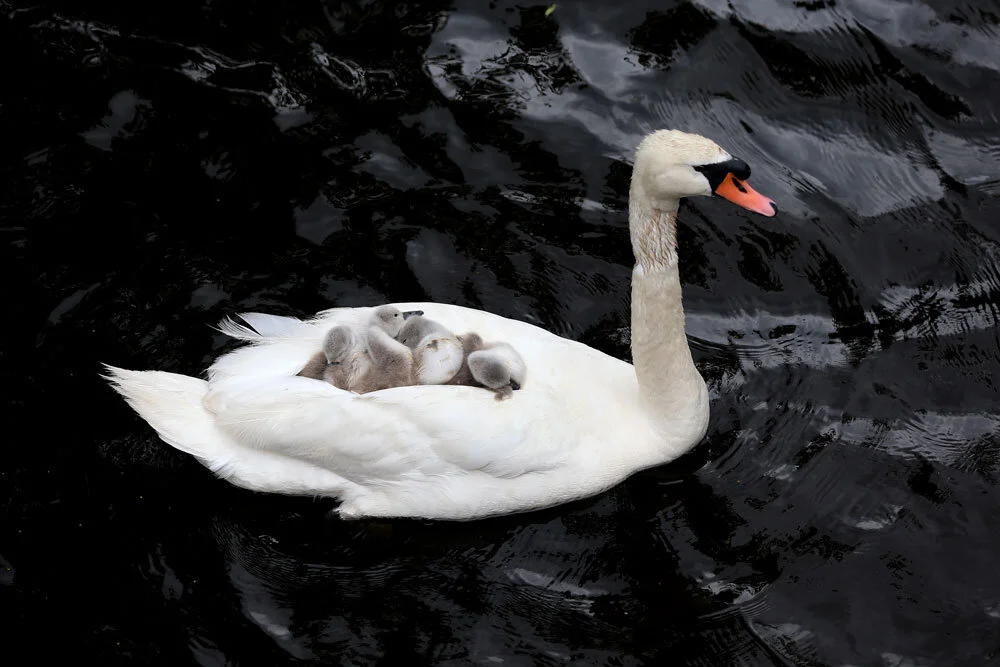 (W)wiggs_Swans_01.jpg