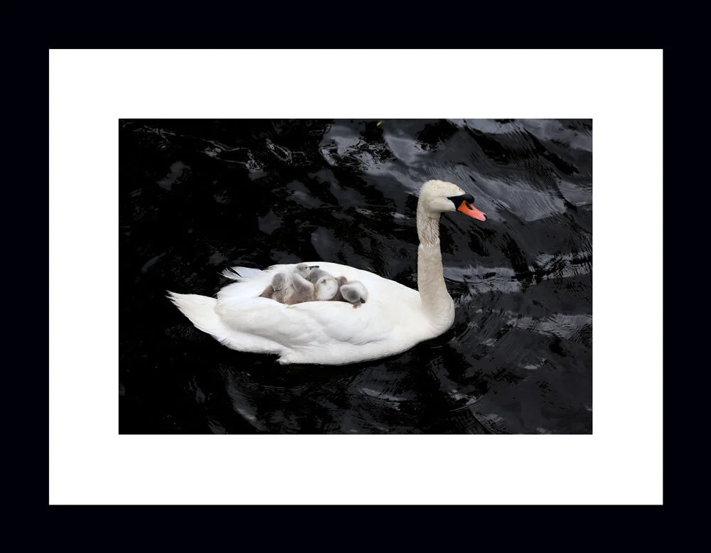 Father and Cygnets Dorian Color Hunt s Photo Video Father and Cygnets Dorian Color Hunt s Photo Video