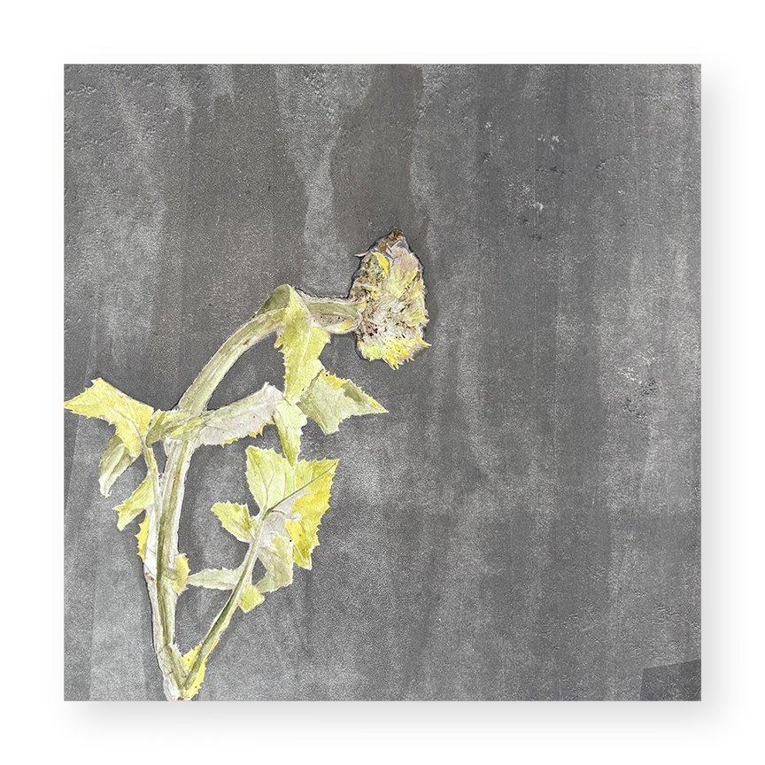  Sidewalk Snippet 3, 2026 8 × 8 inches each Monotype, watercolor  The Sidewalking series highlights the visual qualities of the concrete sidewalk squares that receive our daily footsteps as we make our way through city streets. I love urban walking, 