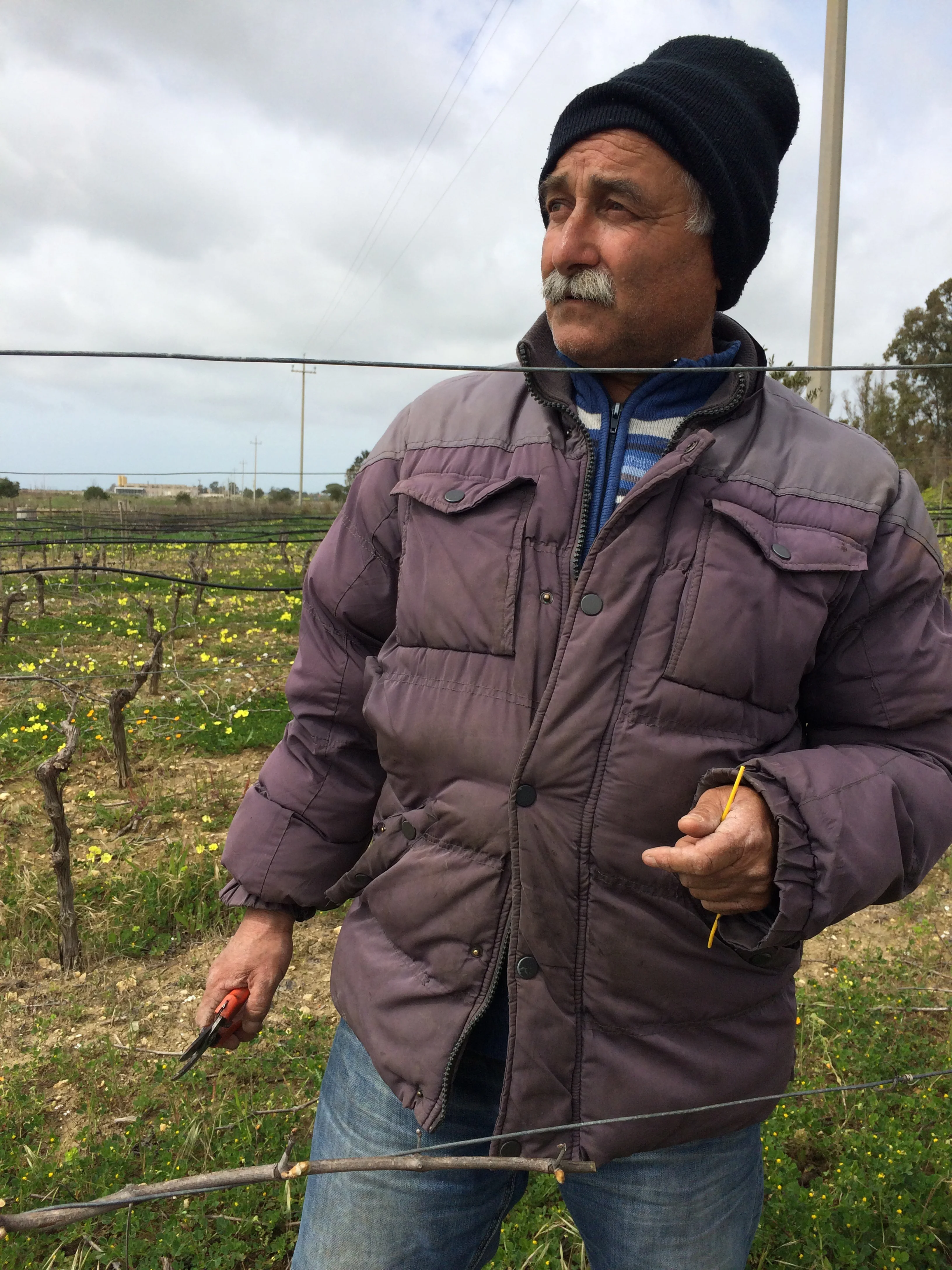 Vincenzo pruning his vines near Campobello di Mazara, Sicilia