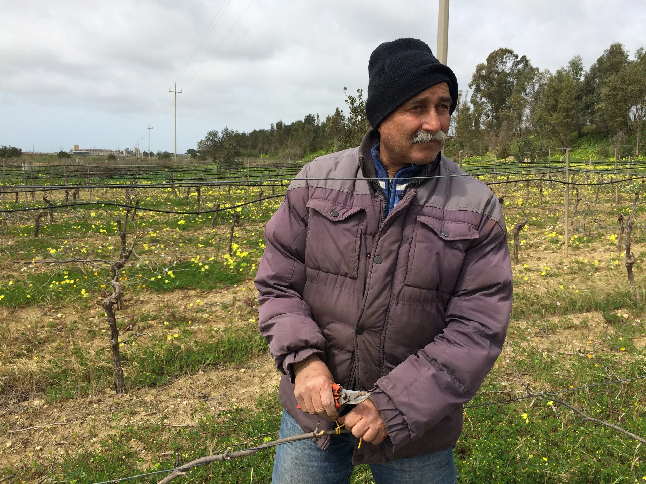 Vincenzo pruning grapevines in Campobello di Mazara, Sicily