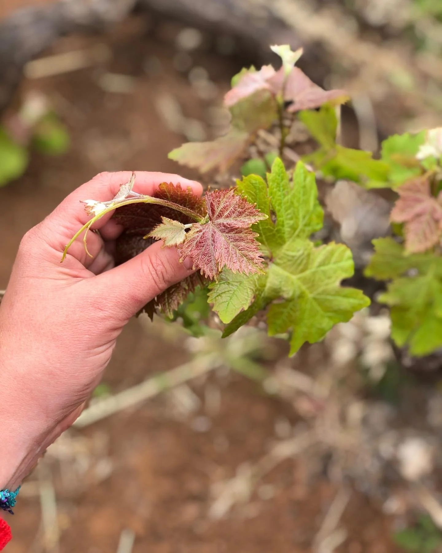 OCTOBER 10-15, 2022 - Ladies Trip!