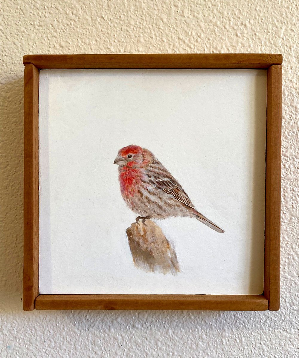 house-finch-web.jpg