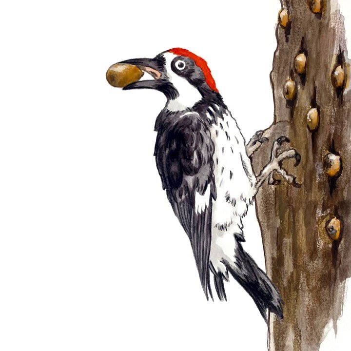 The acorn woodpecker. These nut jobs spend their days collecting acorns and storing them in tiny holes in old decaying snags or dying branches. These storage locations are referred to as a granaries. The granaries can have up to 50,000 holes for stor