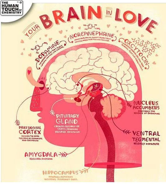 A 2014 Human Touch of Chemistry diagram on neurochemicals, such as Dopamine, Norepinephrine, and oxyctocin, and neuroanatomy, such as the prefrontal cortex, amygdala, hippocampus, pituitary gland, nucleus accumbens, and the ventral tegmental area.