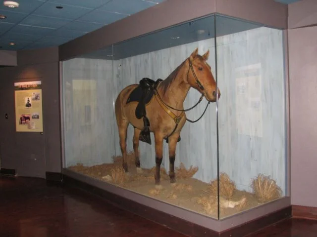 Comanche was a mixed-breed horse who survived General George Armstrong Custer's detachment of the United States 7th Cavalry at the Battle of the Little Bighorn.