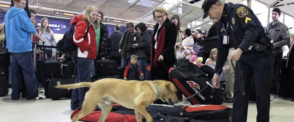 Bomb-sniffing dog at the Detroit airport. (Photo by Bill Pugliano)