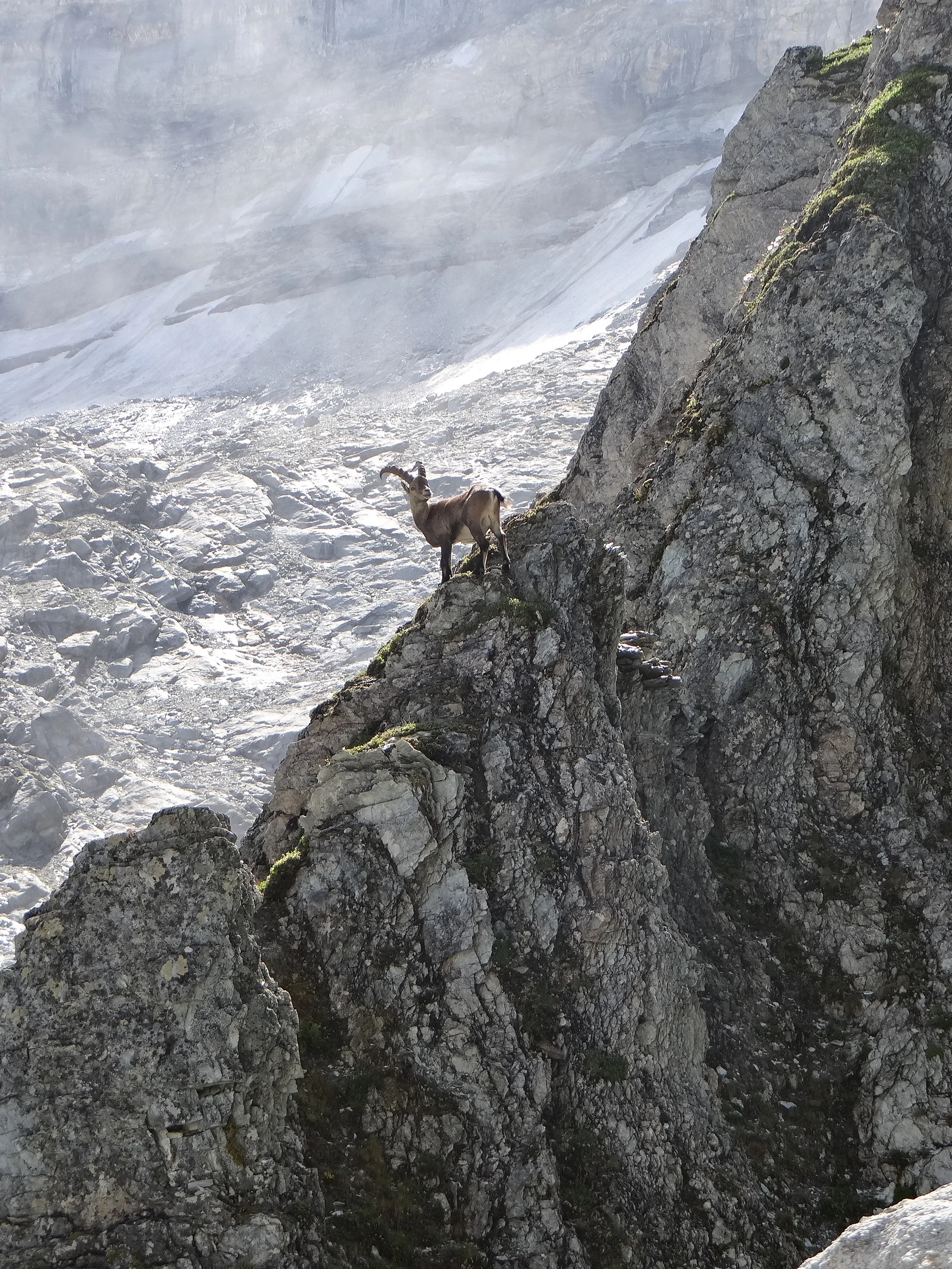 An Ibex, presumably a descendant of the lucky survivor from the Panjshir folktale. (Wikimedia)