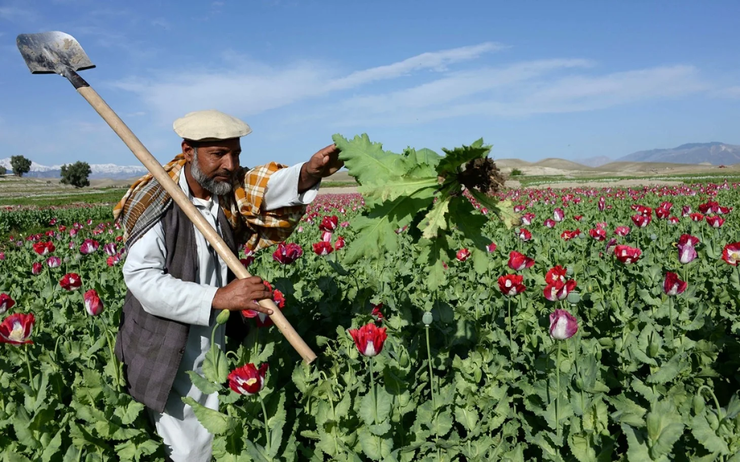 An Afghan farmer works in a poppy field on the outskirts of Jalalabad, the capital city of Nangarhar province. ( Noorullah Shirzada/AFP/Getty )