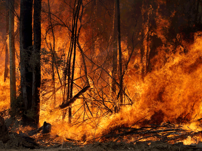Riding the Wildfire: Opportunities for Transformation and Growth During COVID-19
