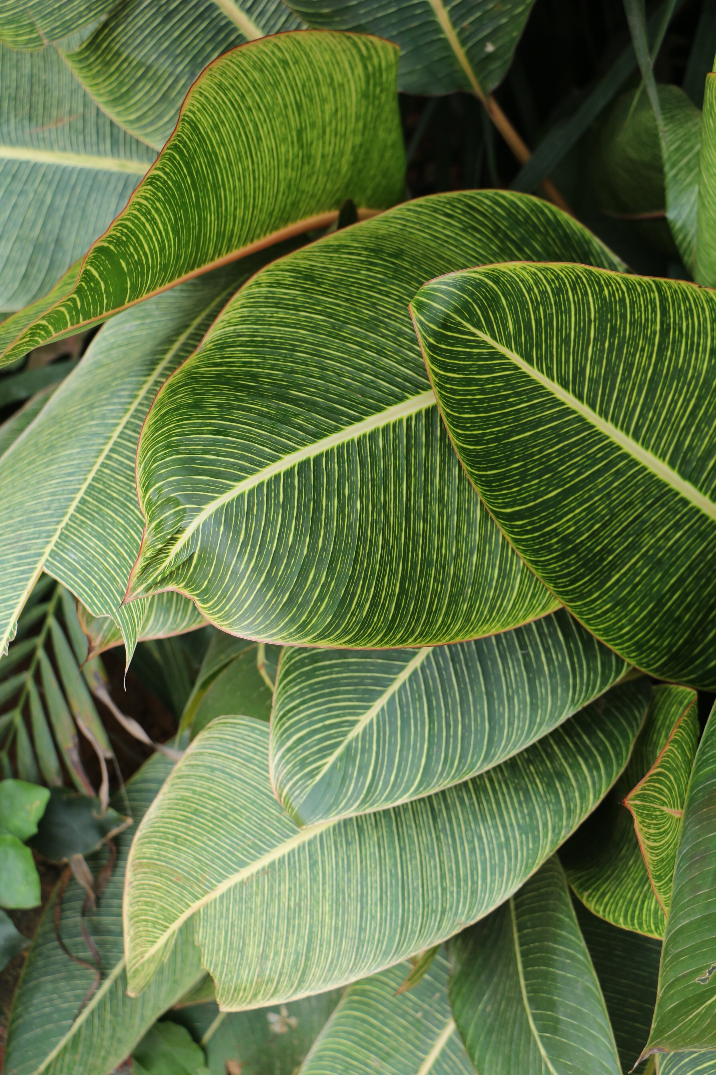 photography-of-green-leaves-797793.jpg