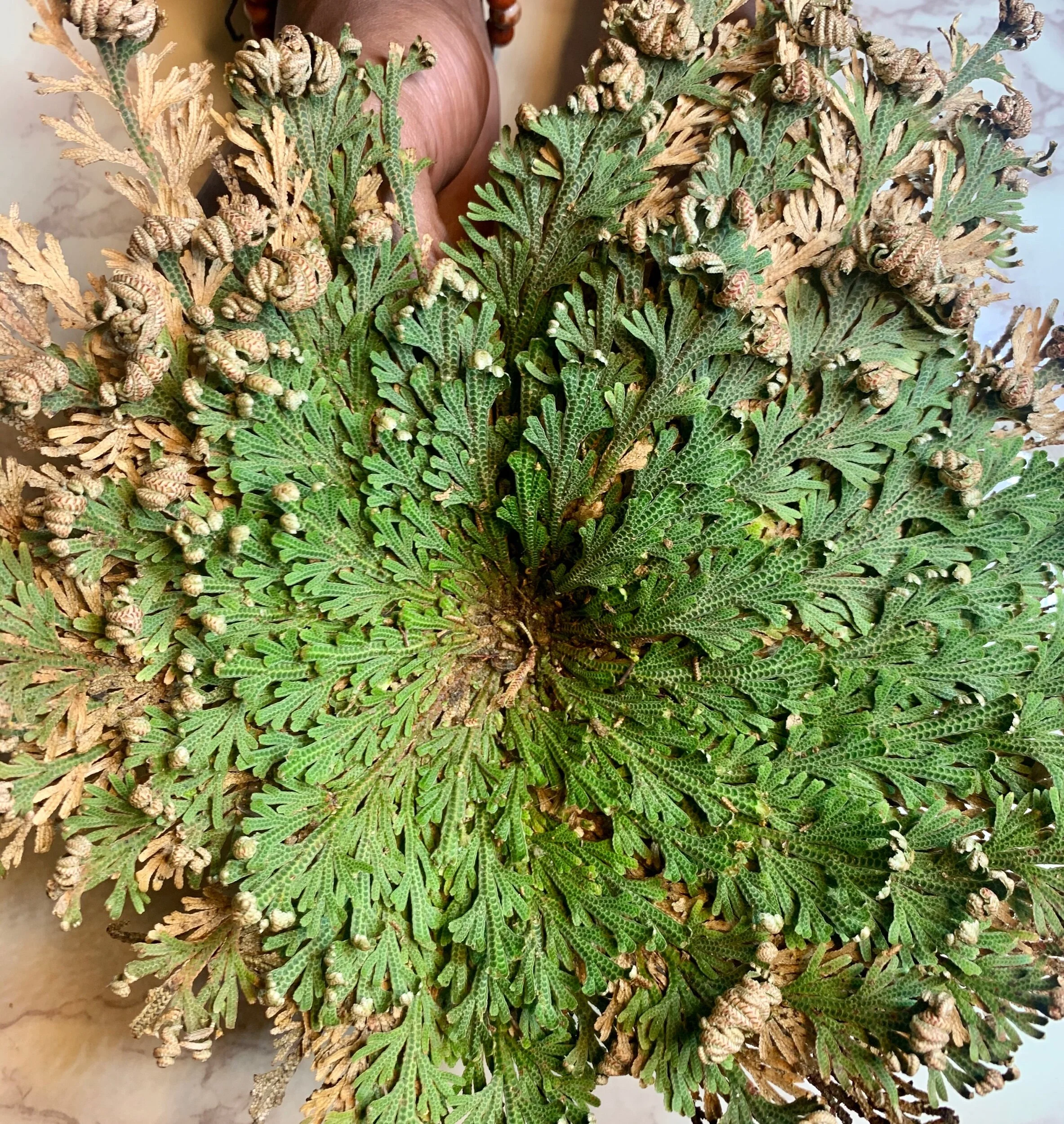 F8700253-36FD-4C0C-9DF7-60BE1FAA51E2