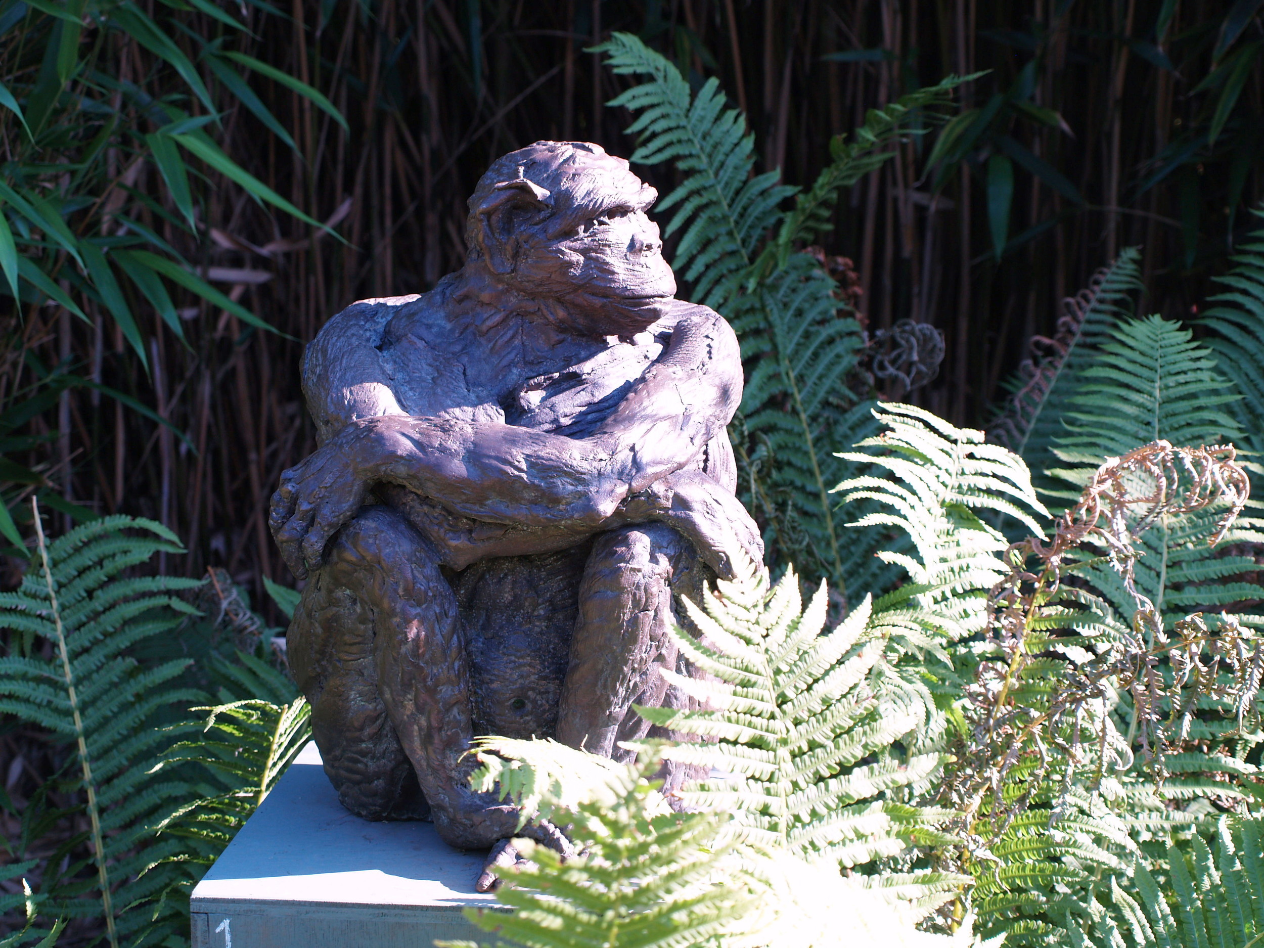 Ape Glacing Sideways