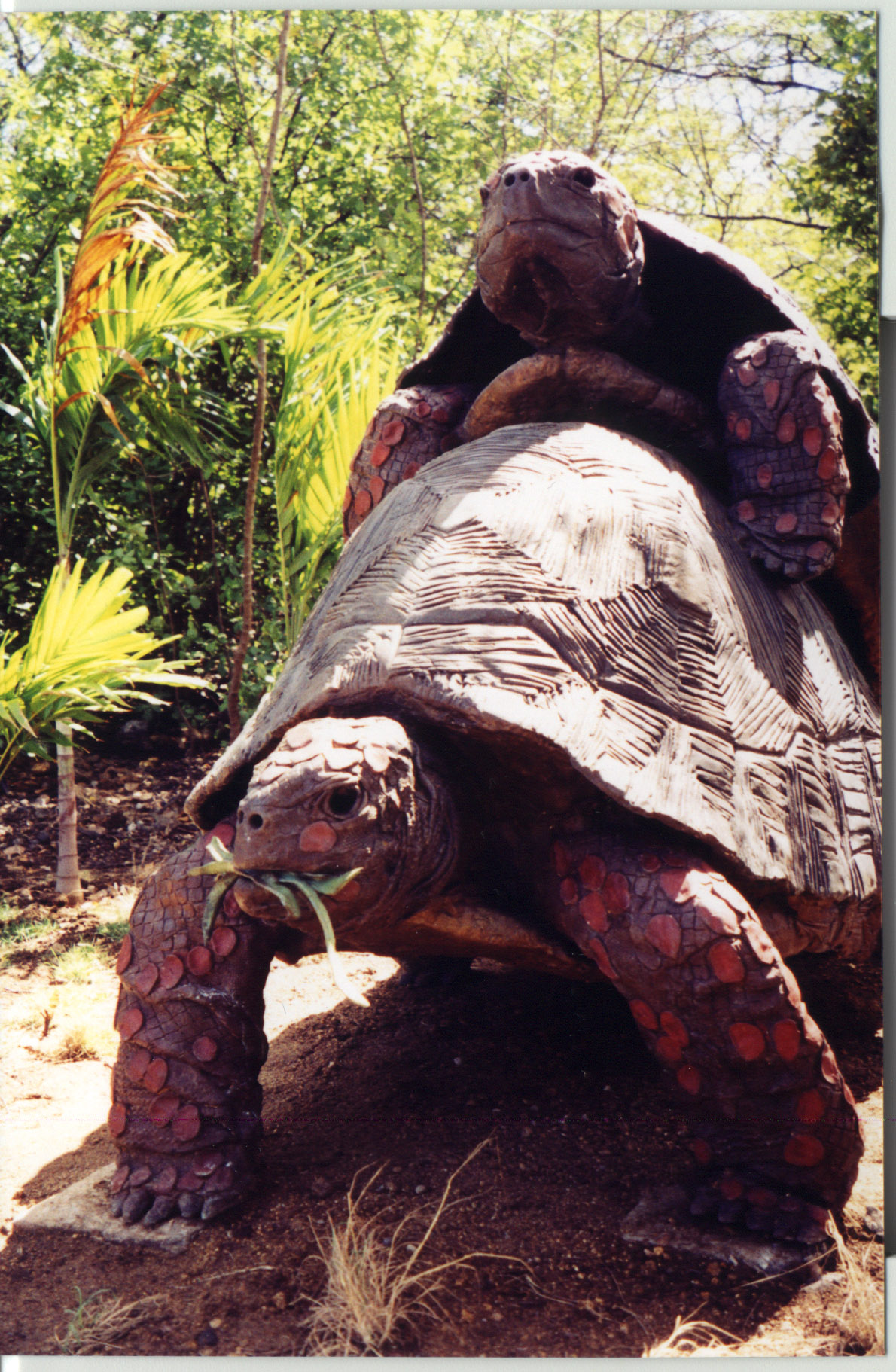 Two Mating Tortoises