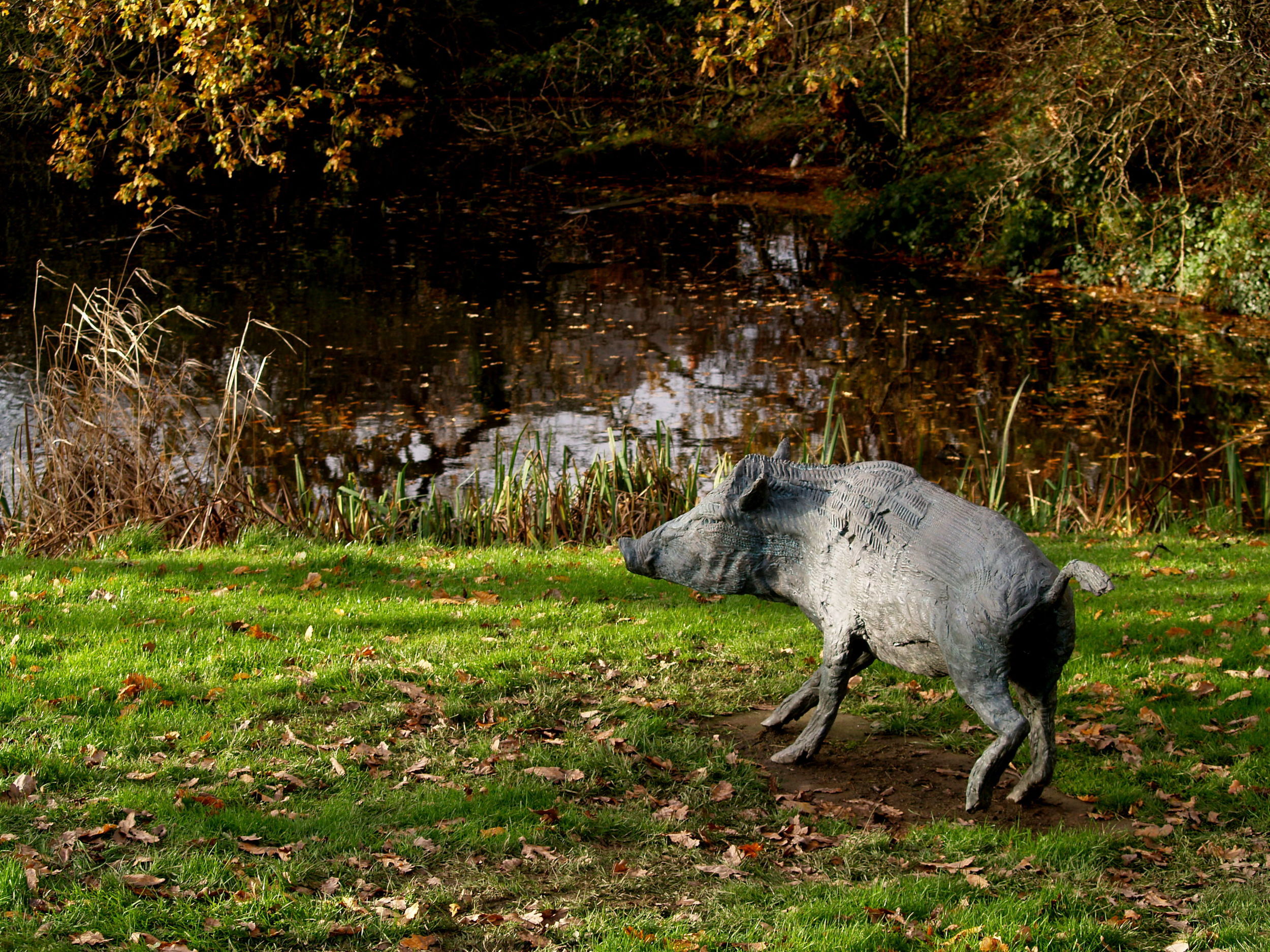 Wild Boar