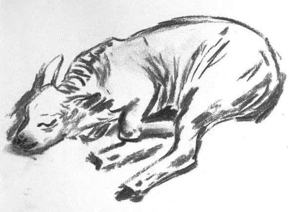 Newborn Lamb Charcoal Study