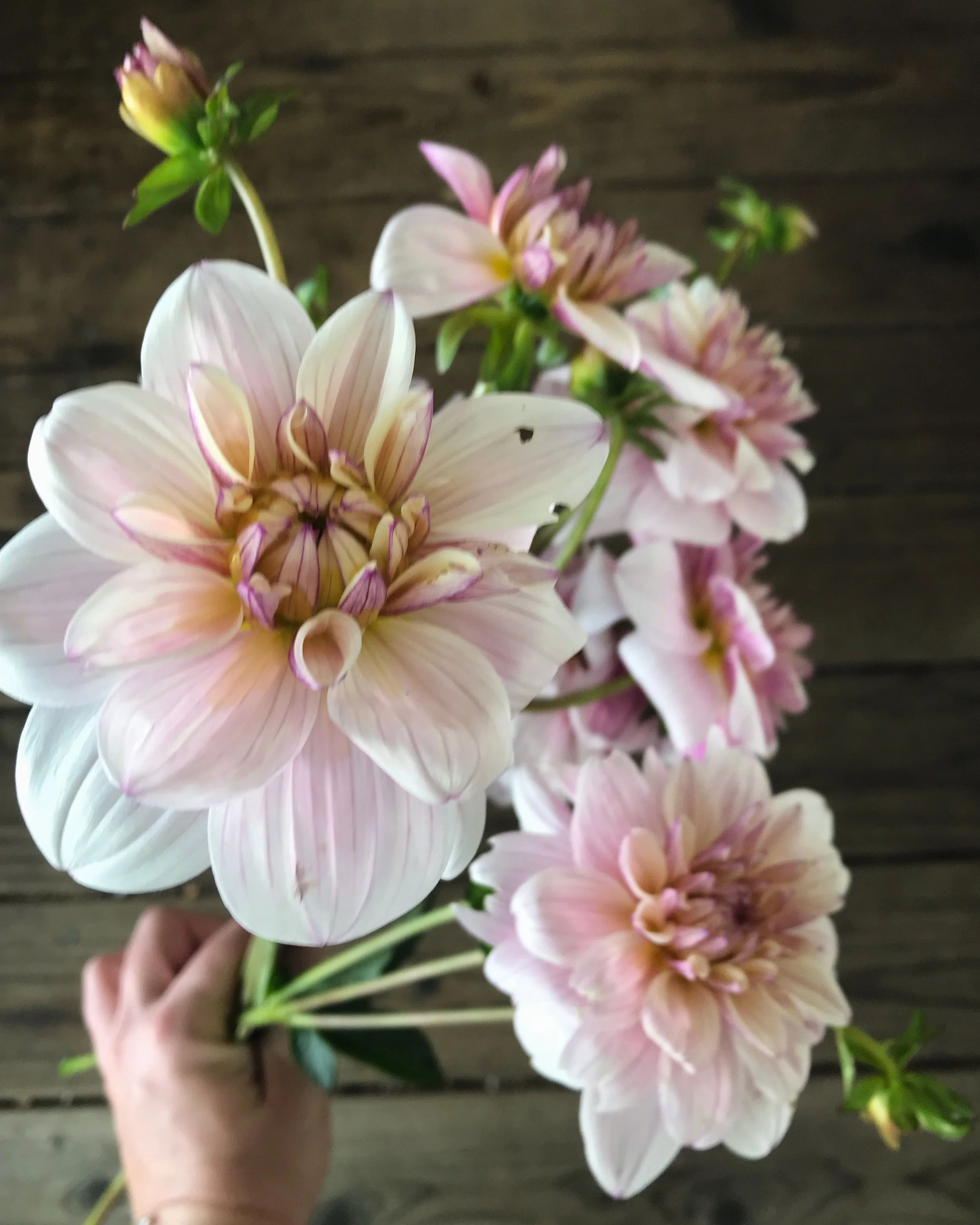Saturday September 28th: Dahlias 101