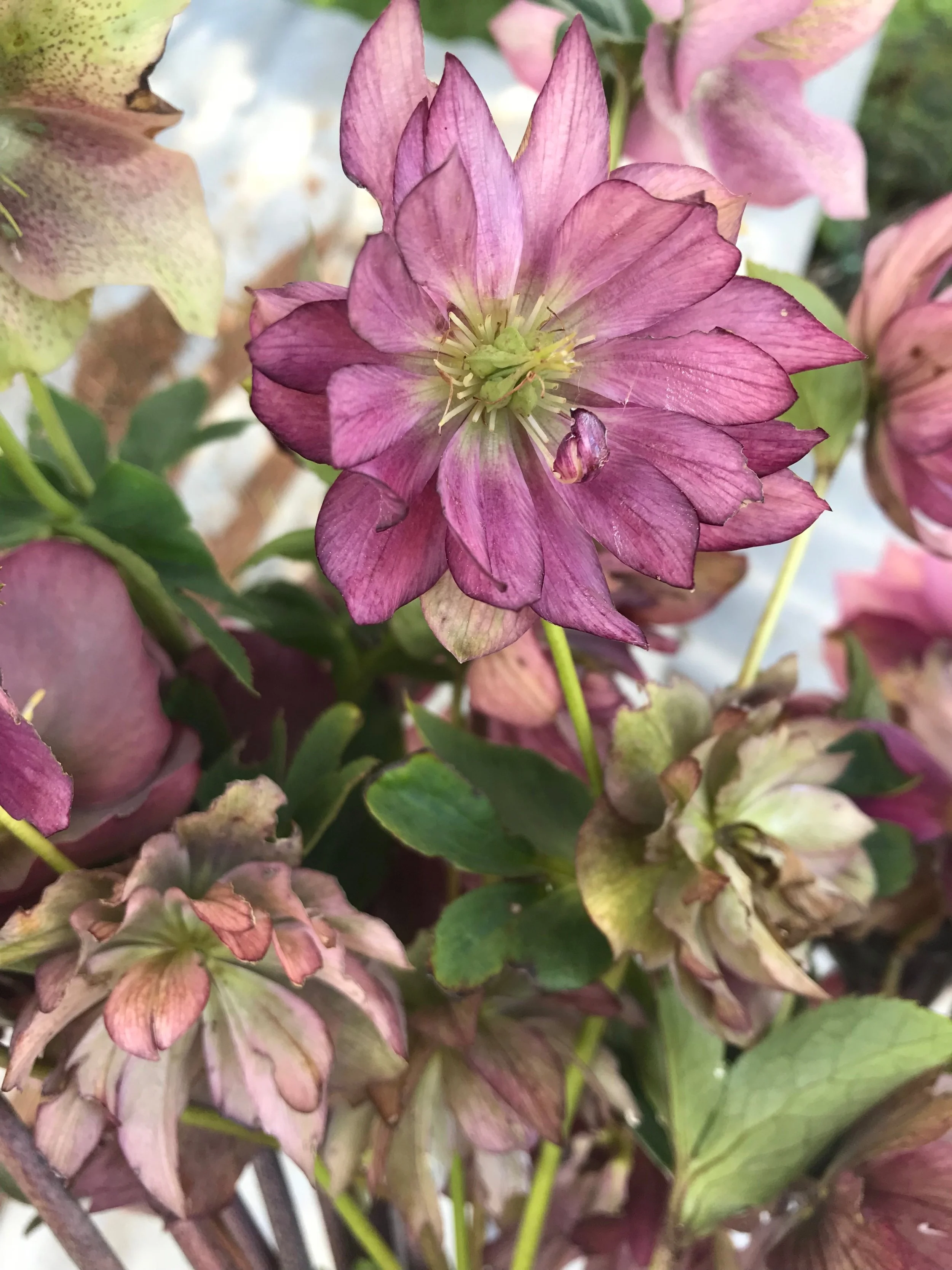 $50 Gift Certificate