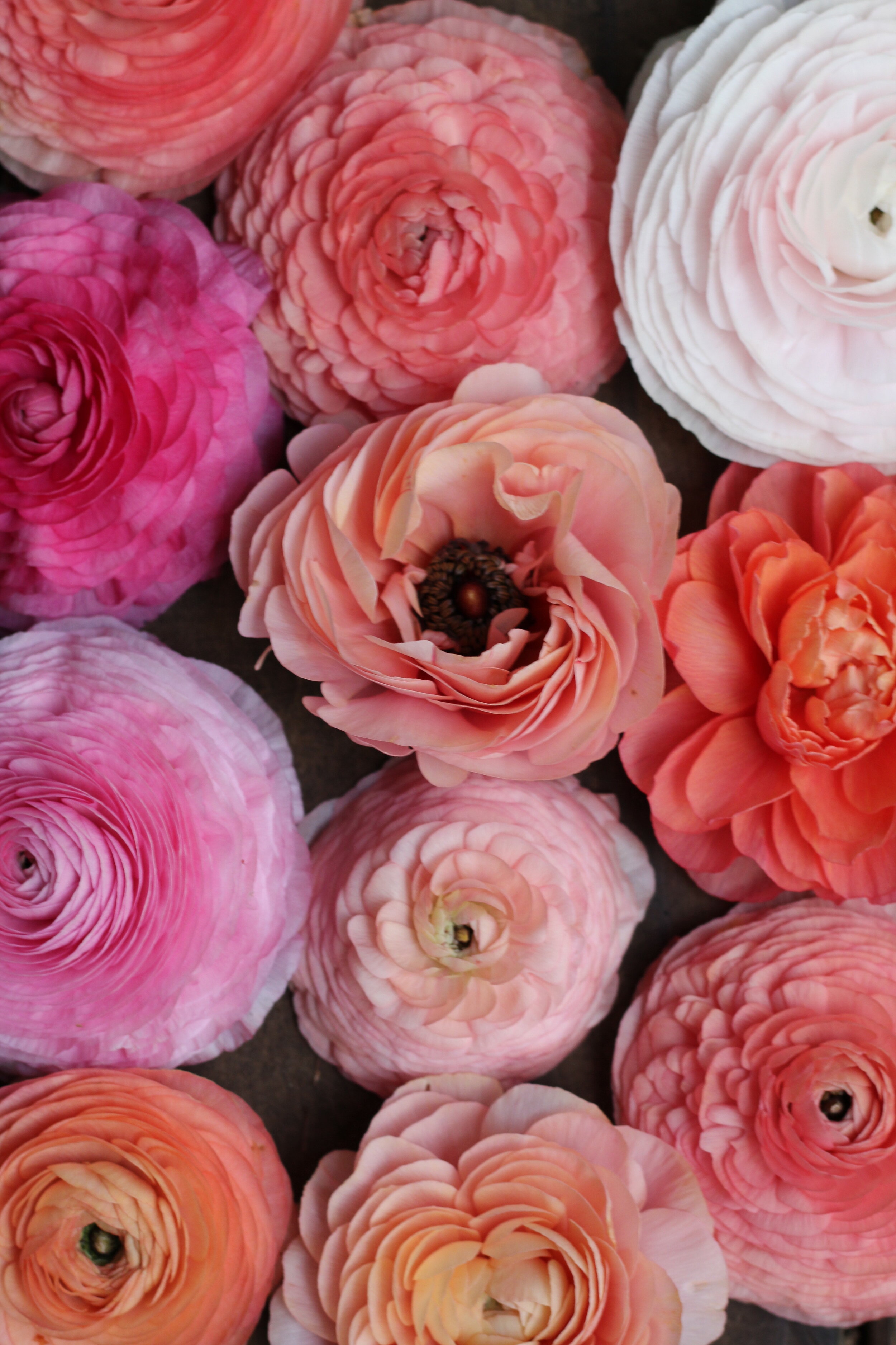 Doorstep Contact-less Delivery to SF, Berkeley, or Oakland