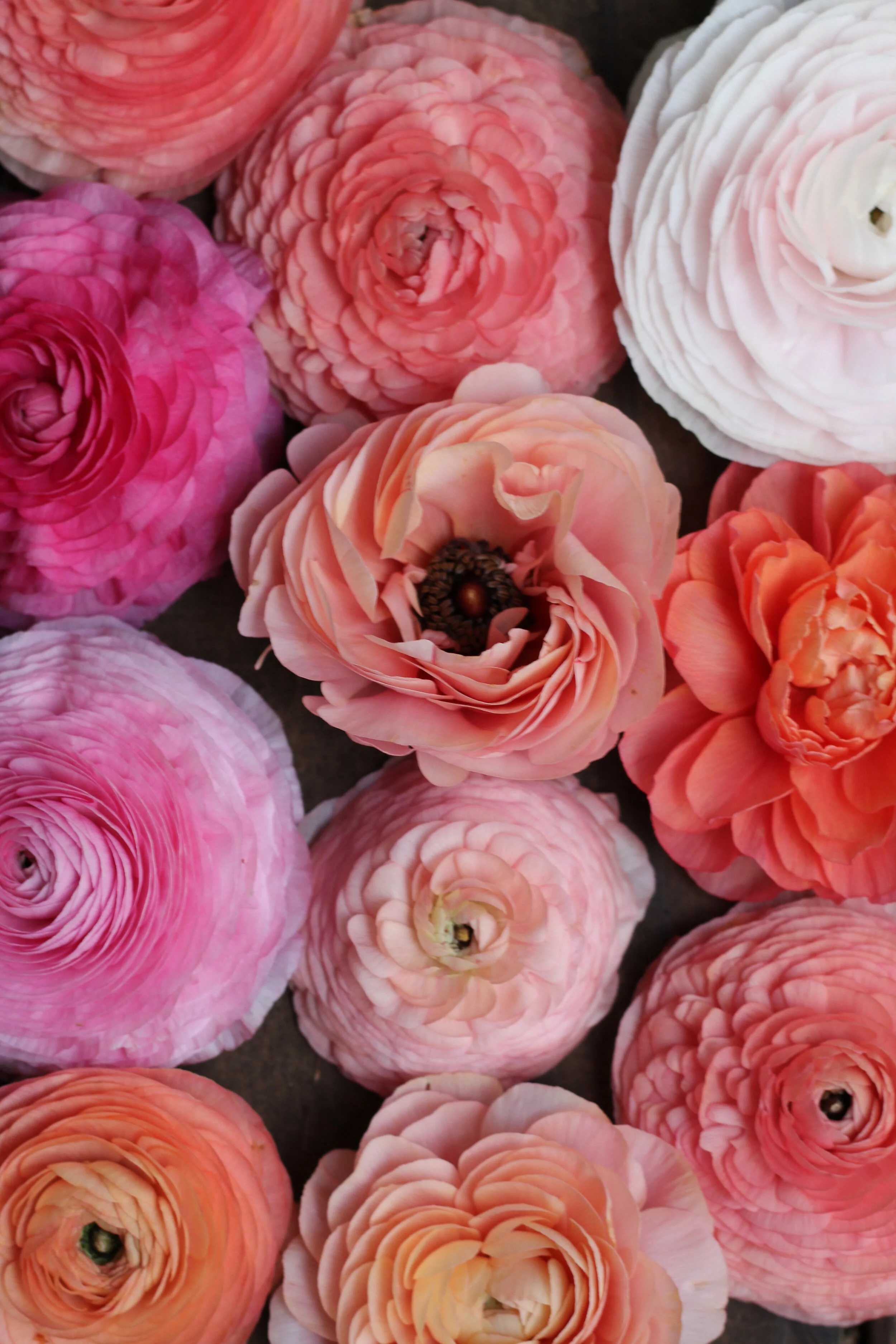 Doorstep Contact-less Delivery To Petaluma, Sebastopol or Cotati