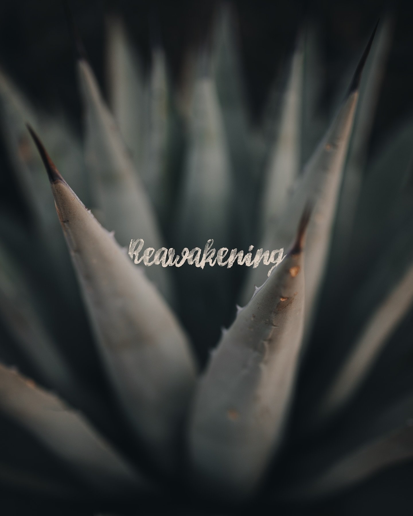 | Reawakening |

My allergies have been FEELIN&rsquo; IT! The fauna of this land has been reborn and is reining its vengeance upon us. And after such a damp winter, the blooms are bountiful.

I quite love this time of year actually. My sinuses may no