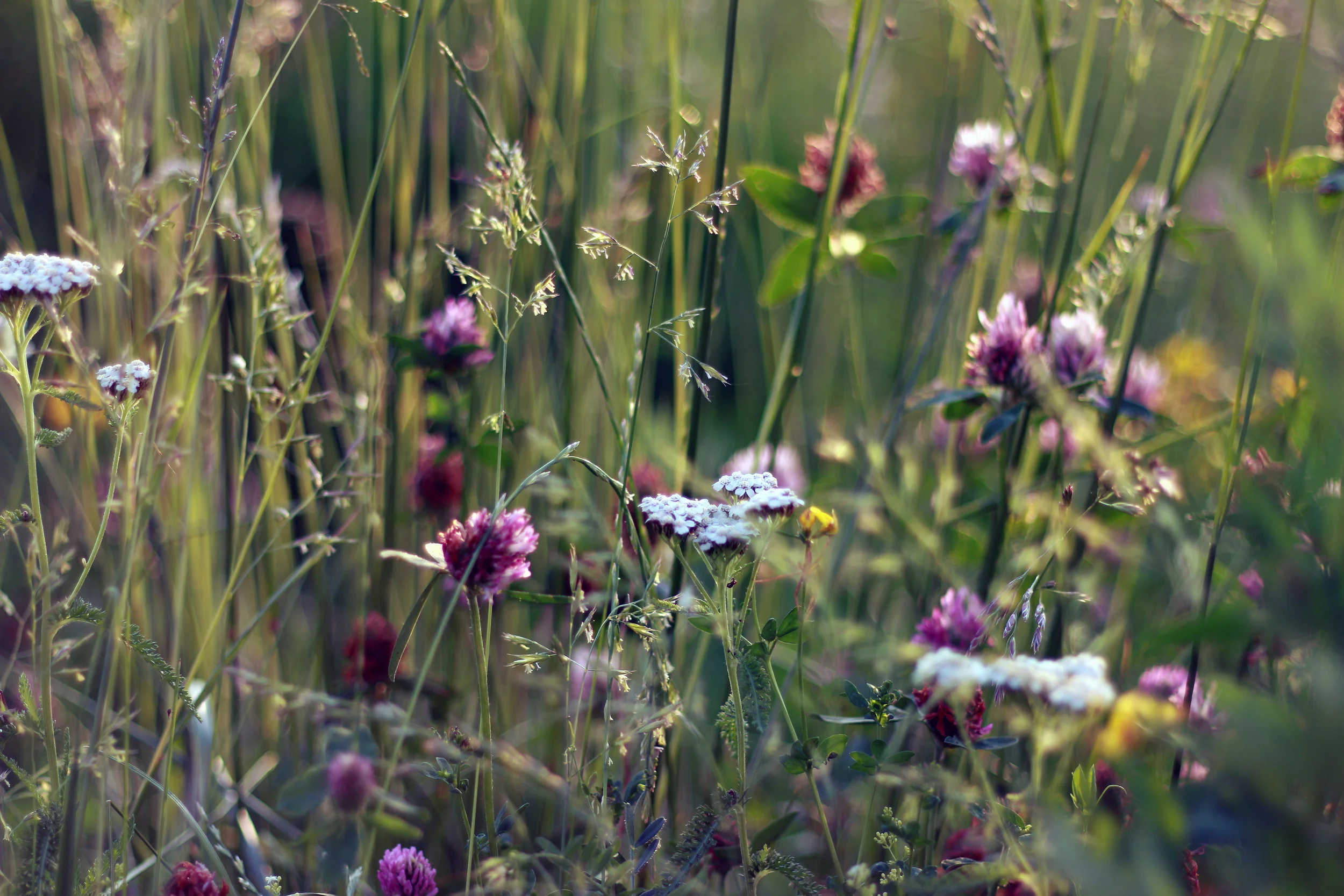 field-flowers-grass.jpg